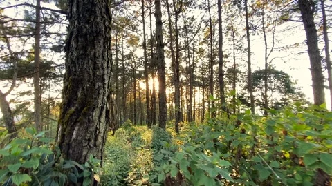 Evening pine forest - Green forest beautiful nature Stock Footage 119190548