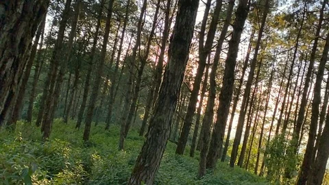 Evening pine forest - Green forest beautiful nature Stock Footage 119190559