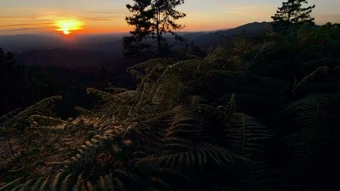 Evening pine forest - Green forest beautiful nature Stock Footage 119190998