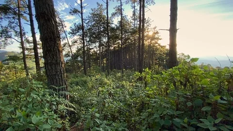 Evening pine forest - Green forest beautiful nature Stock Footage 119191301