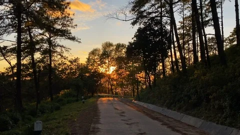 Evening pine forest - Green forest beautiful nature Stock Footage 119191315