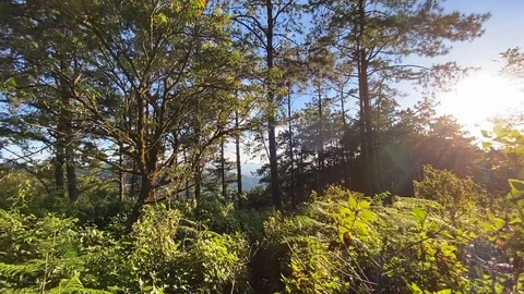 Evening pine forest - Green forest beautiful nature Stock Footage 119191381