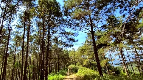 Evening pine forest - Green forest beautiful nature Stock Footage 123649323