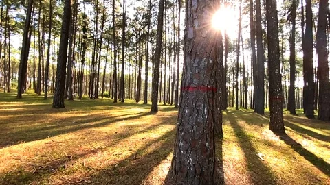 Evening pine forest - Green forest beautiful nature Video stock 123649353