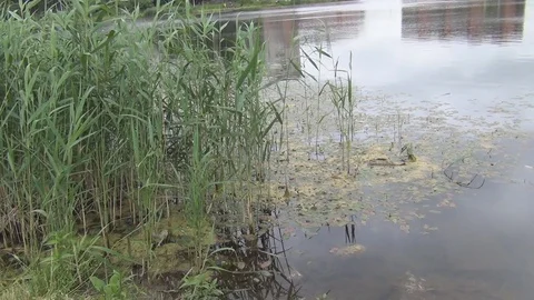 Evening pond, water, reeds Stock Footage 78009544