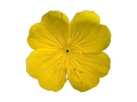 Evening Primrose from above Isolated Stock Photos