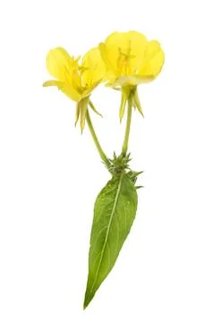 Evening primrose and leaf Stock Photos