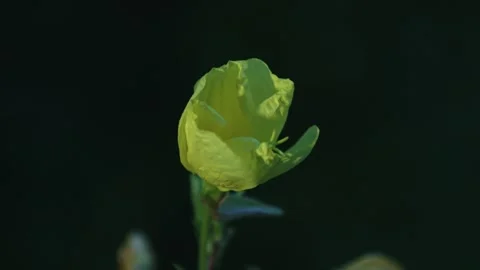 Evening Primrose Bloom Opening Close-Up Vídeo Stock 332330242