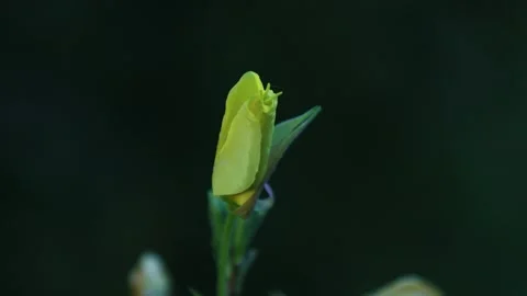 Evening Primrose Bloom Opening Close-Up Stock-Footage 332330255