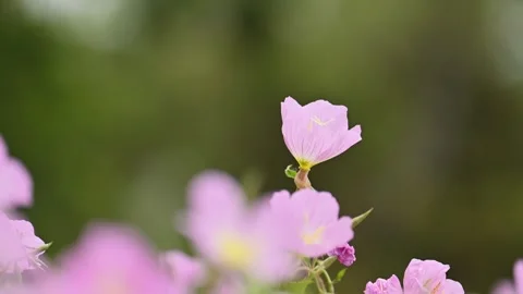 Evening primrose blossom at slow motion Stock-Footage 334863950