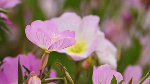 Evening primrose blossom at slow motion Vídeos de archivo 334863969