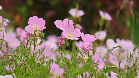 Evening primrose blossom at slow motion Stock Footage 334863976
