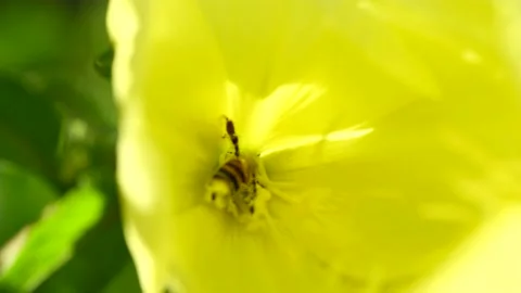 Evening primrose flower, bee pollinates yellow flowers in the garden. Stock Footage 154955086