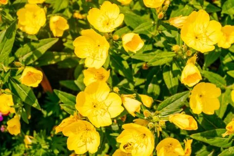 Evening primrose flower Stock Photos