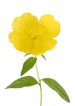Evening primrose flower Stock Photos