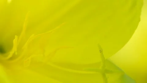 Evening primrose flower sways in the wind. Stock Footage 154955211