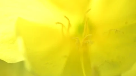 Evening primrose flower sways in the wind. Stock Footage 154955834