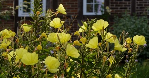 Evening primrose Stock Footage 113953270