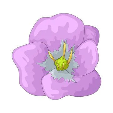 Evening primrose illustration Stock Illustration