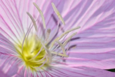 Evening Primrose Macro Foto stock