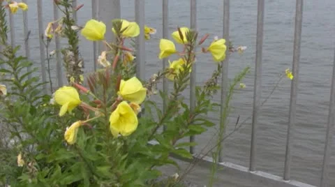 Evening primrose next to the Thames River Video stock 10734327