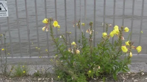 Evening primrose next to the Thames River Stock Footage 10734398
