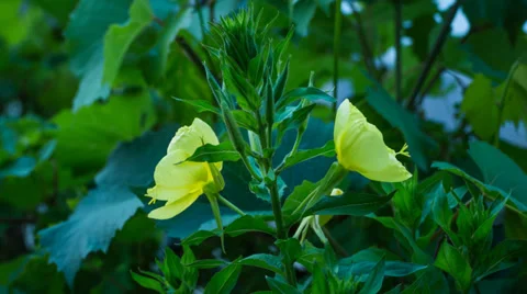 Evening primrose open up her blossom Stock Footage 39715161
