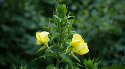 Evening primrose open up her blossom Stock Footage 39735657