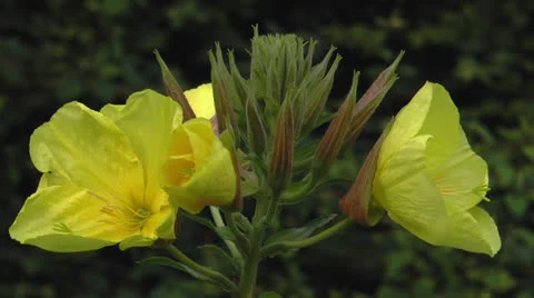 Evening primrose opening bloom real time closeup Stock Footage 25442394