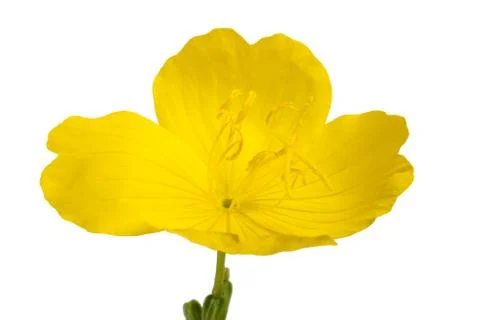 Evening primrose Stock Photos