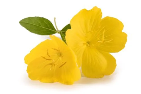 Evening primrose Stock Photos