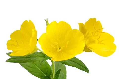 Evening primrose Stock Photos