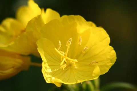 Evening primrose Foto stock
