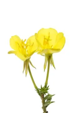 Evening primrose Stock Photos