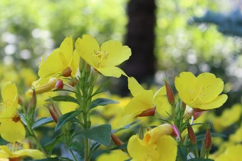 Evening primrose Stock Photos