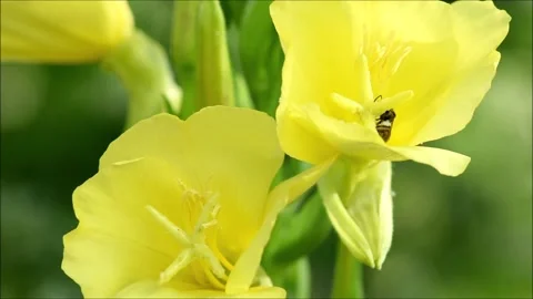 Evening Primrose With Pollination Stock Footage 204906067