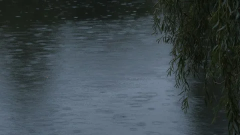 In the evening, the rain drips intensively on the surface of the water in lake Stock Footage 290788362
