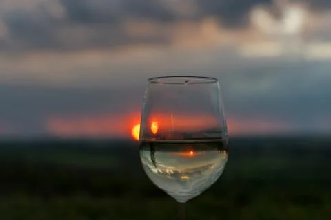 Evening rain in a vineyard Stock Photos