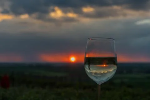 Evening rain in a vineyard Stock Photos