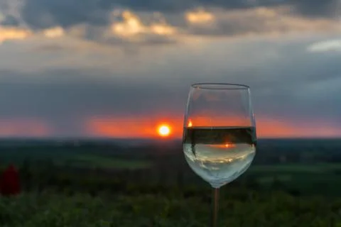 Evening rain in a vineyard Stock Photos