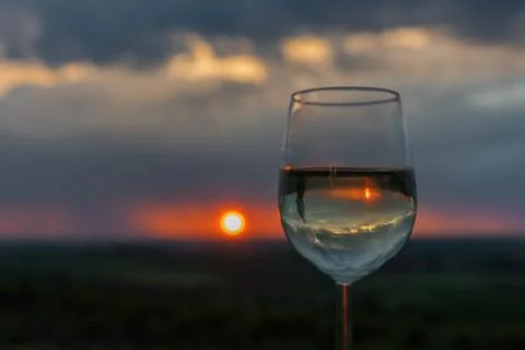 Evening rain in a vineyard Stock Photos