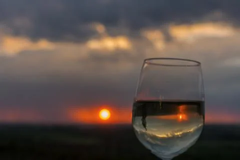 Evening rain in a vineyard Stock Photos