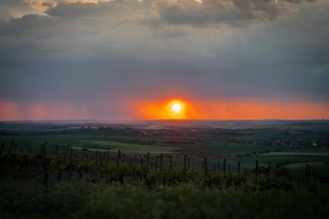 Evening rain in a vineyard Stock Photos