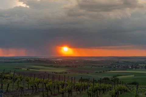 Evening rain in a vineyard Foto stock