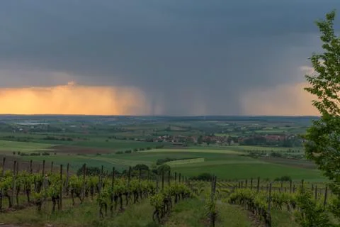 Evening rain in a vineyard Stock Photos