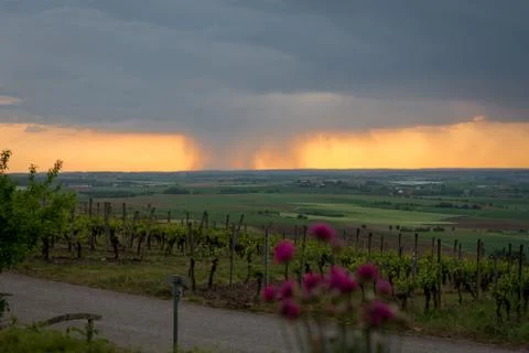 Evening rain in a vineyard Stock Photos