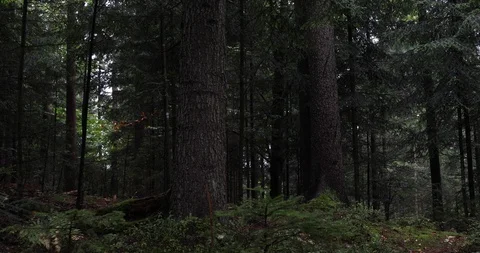 Evening rainy forest Vidéo 95777163