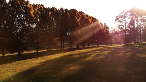 Evening rays of sunshine through trees with autumn colors Stock Footage 128432185