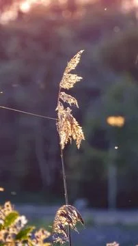 Evening reed Stock Photos