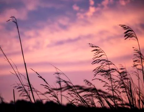 Evening Reeds Stock Photos